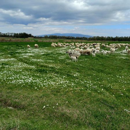 Вілла Agriturismo Bachile Bertula Ріола-Сардо Екстер'єр фото